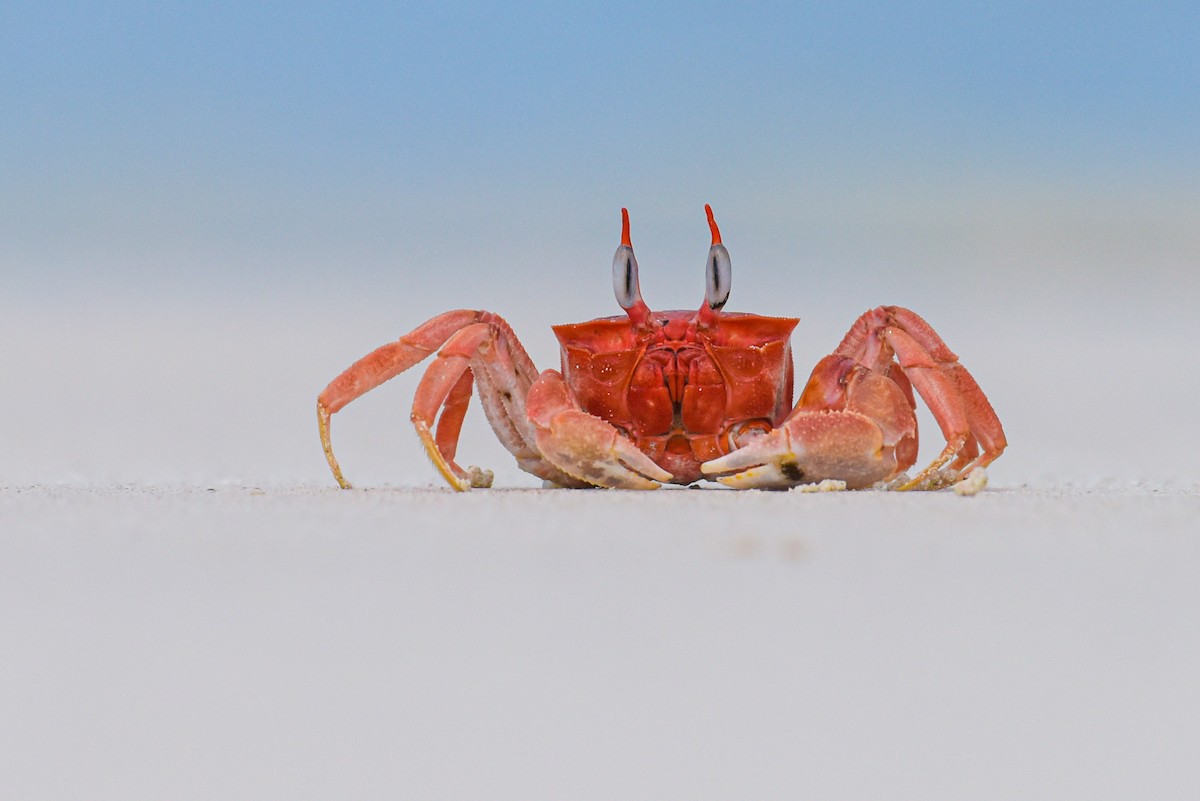 Painted Ghost Crab - ML643895216