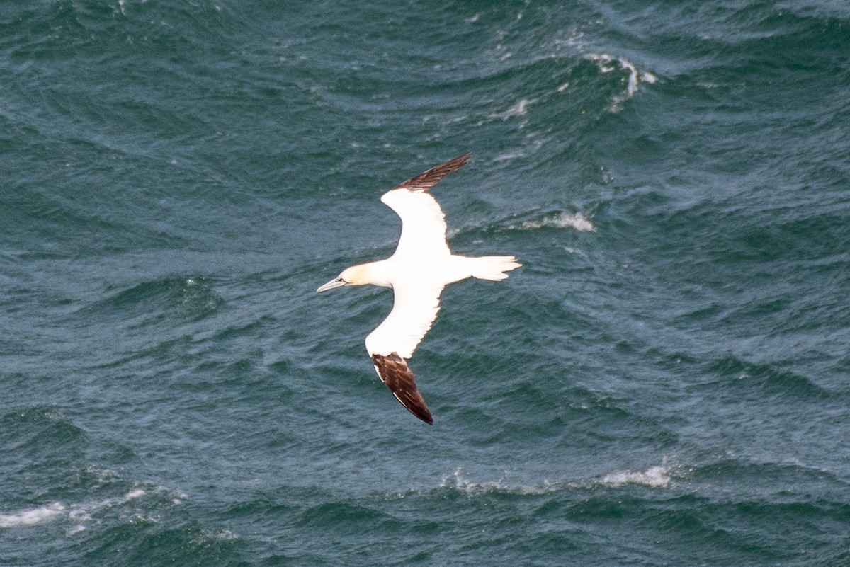 Northern Gannet - ML643895221