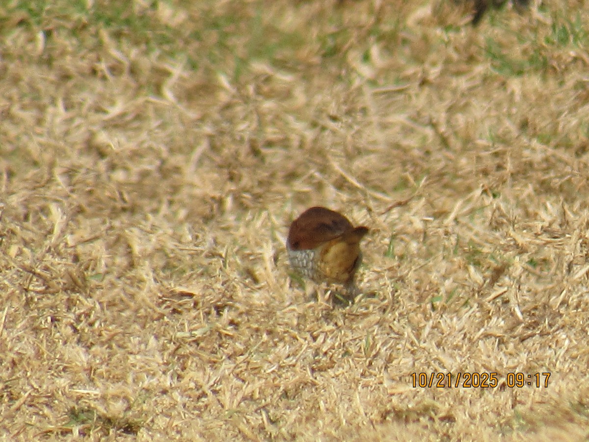Scaly-breasted Munia - ML643895242