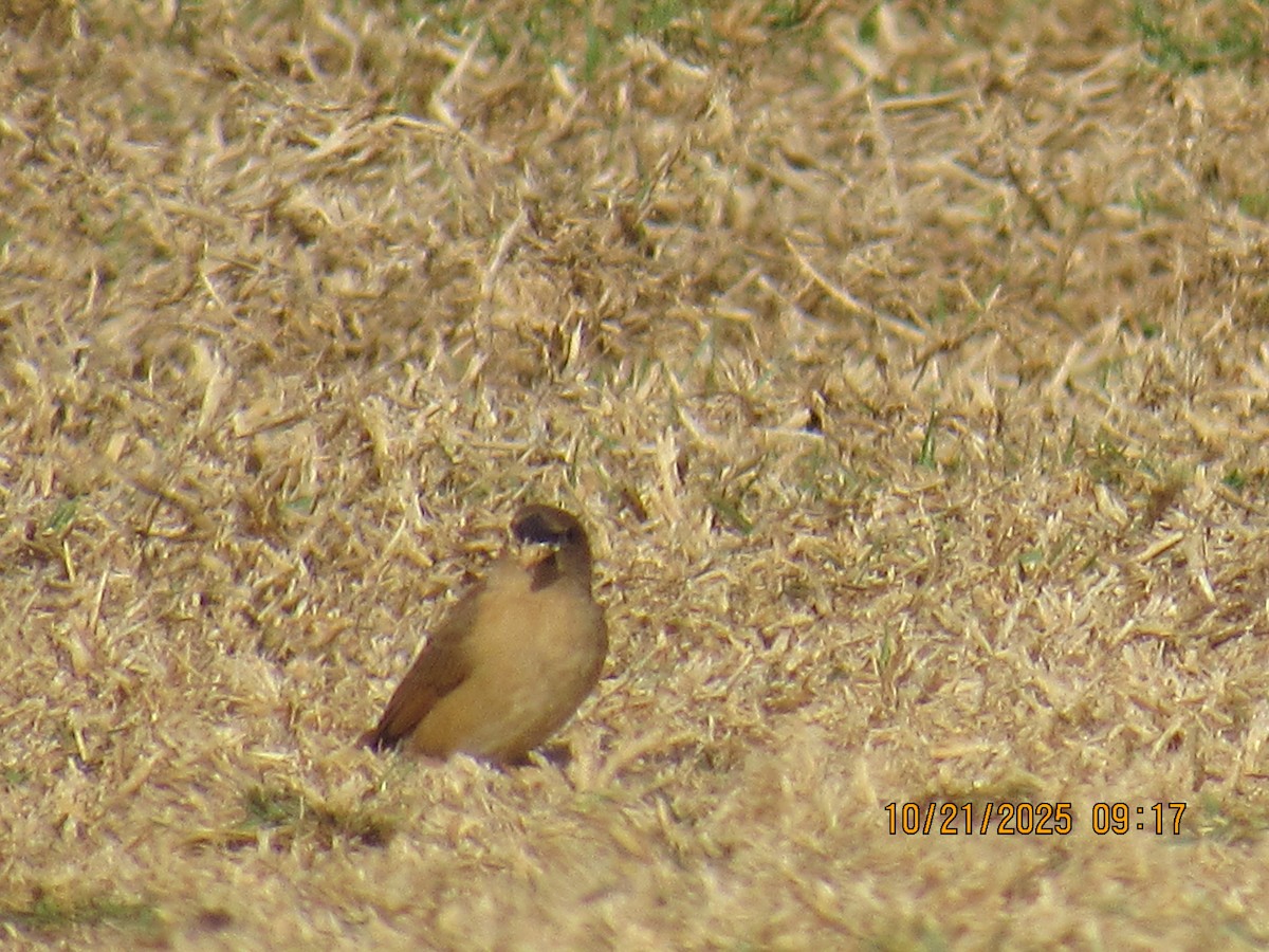 Scaly-breasted Munia - ML643895257