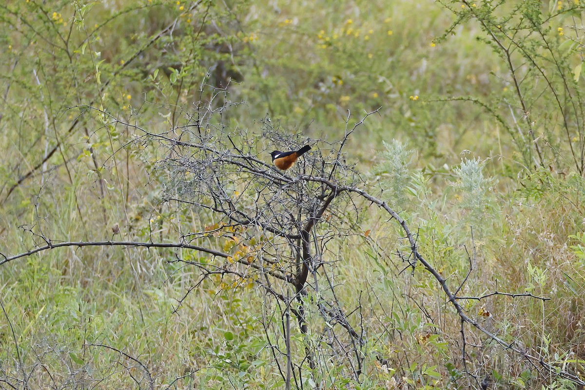 Mocking Cliff-Chat - ML643895267