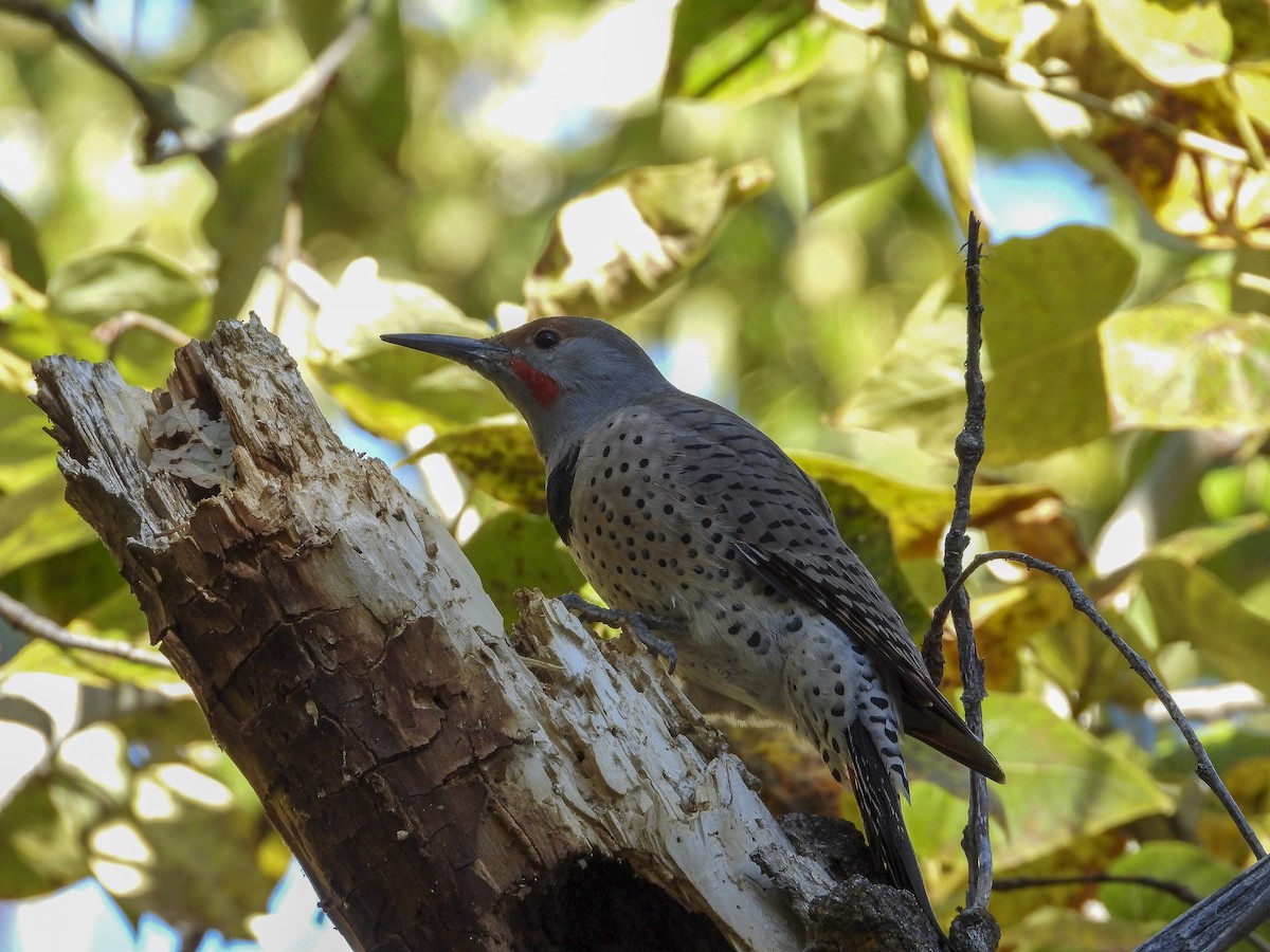 Northern Flicker - ML643895276