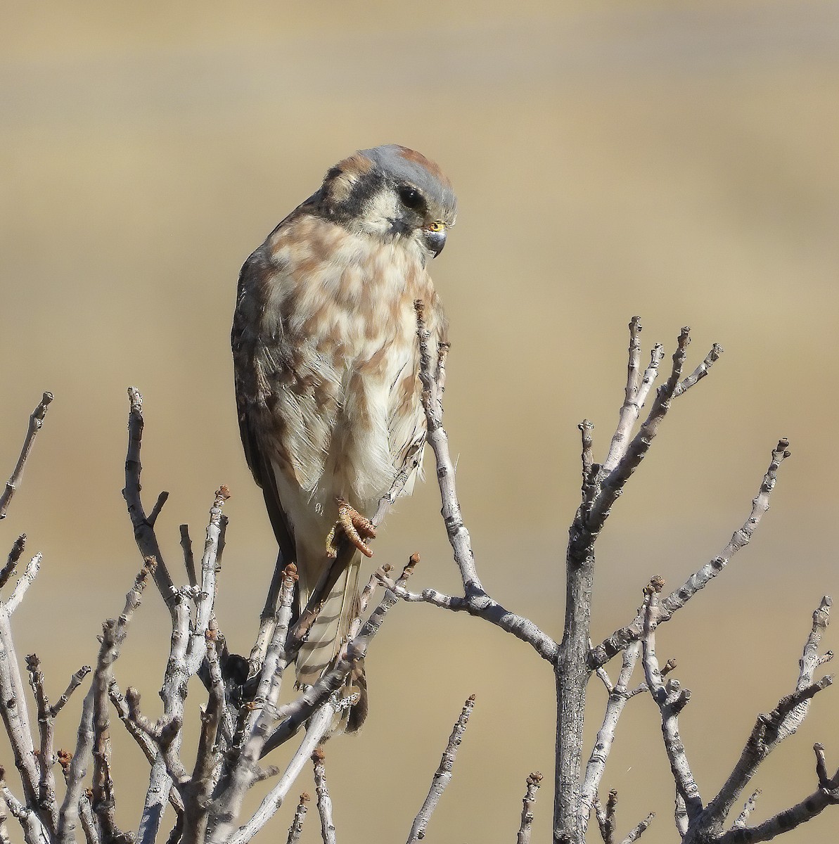 American Kestrel - ML643895280
