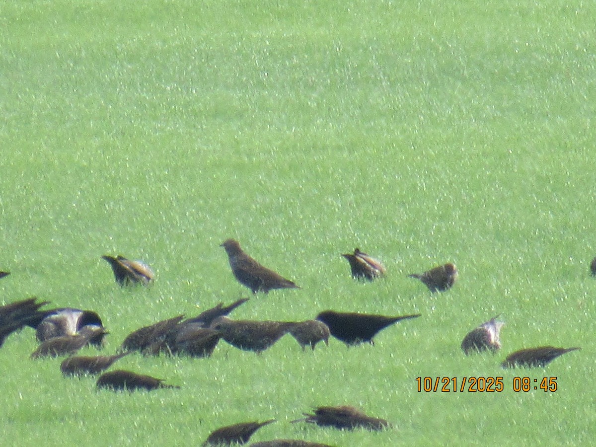 Red-winged Blackbird - ML643895282