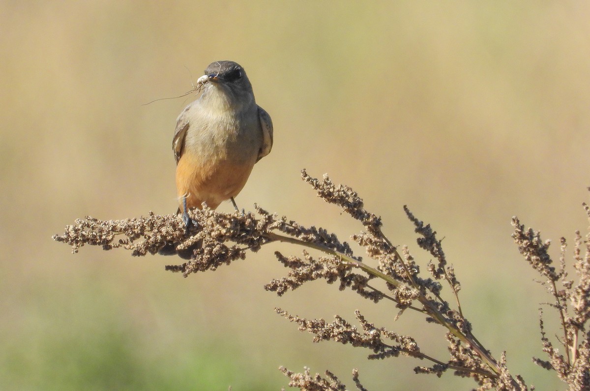 Say's Phoebe - ML643895287