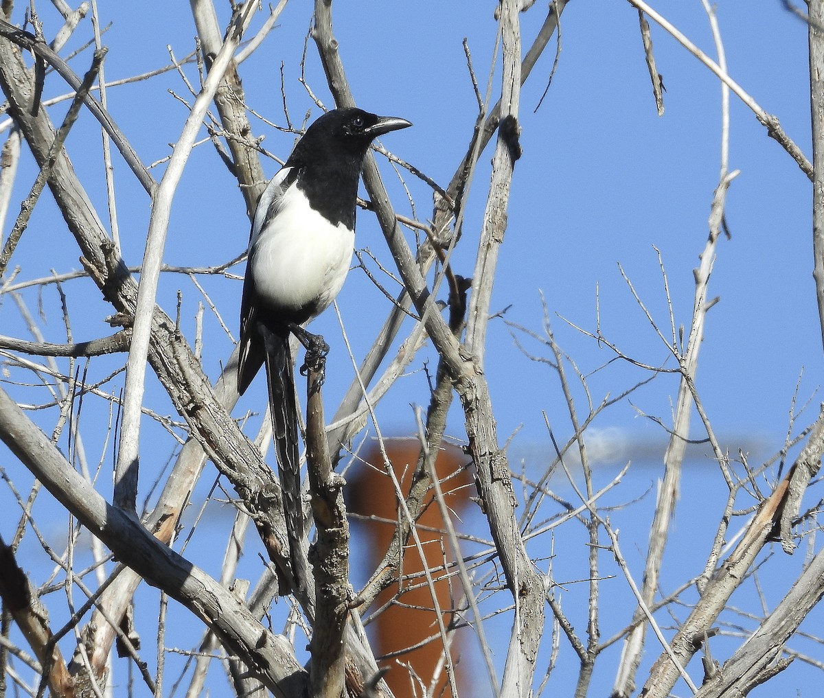 Black-billed Magpie - ML643895289