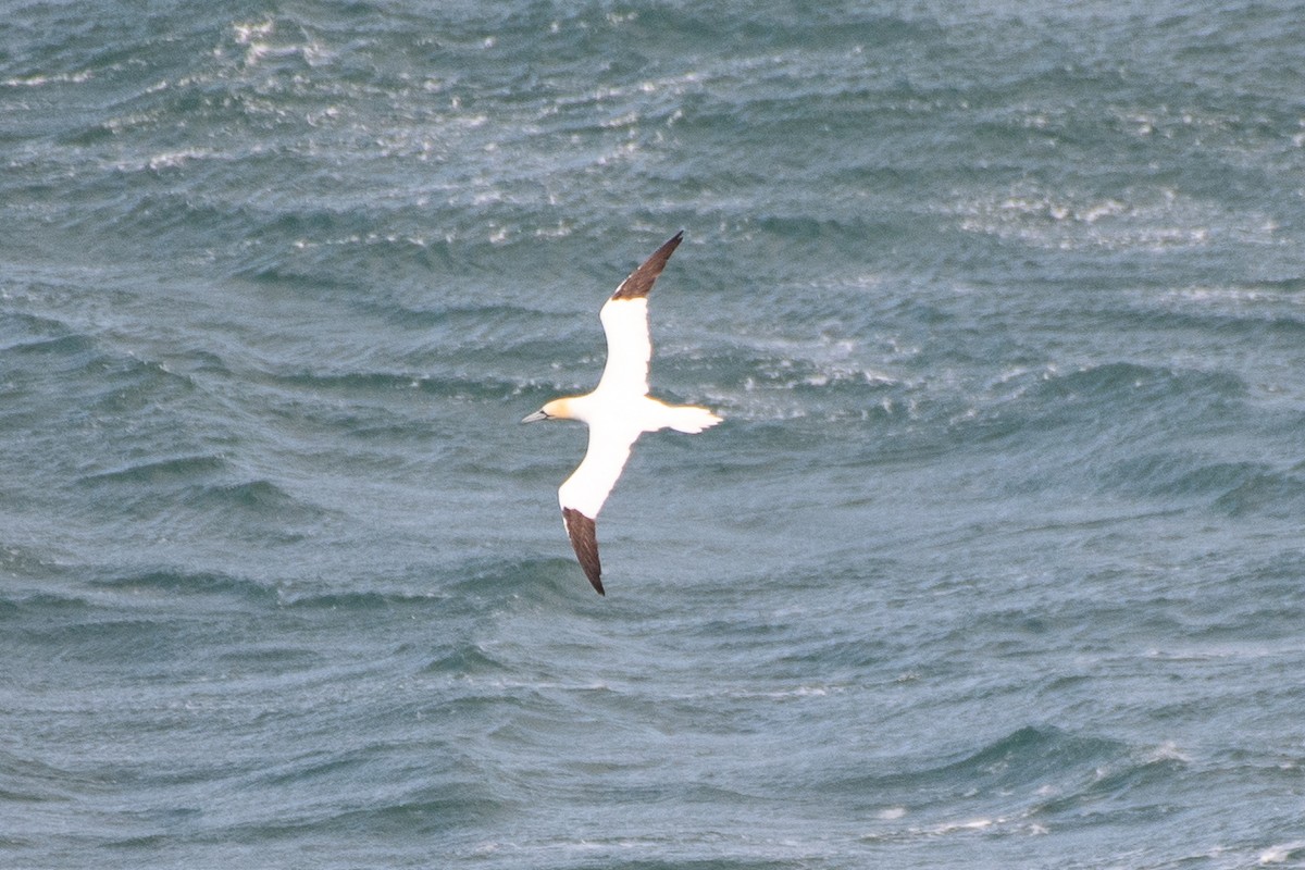 Northern Gannet - ML643895297