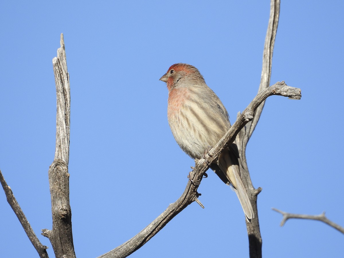 House Finch - ML643895298
