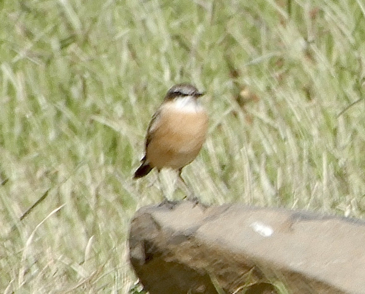 Rusty-breasted Wheatear - ML643895300