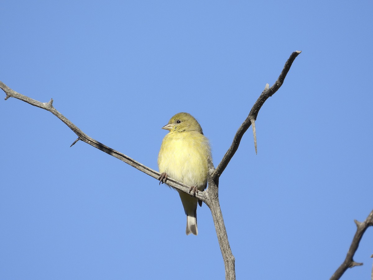 Lesser Goldfinch - ML643895302