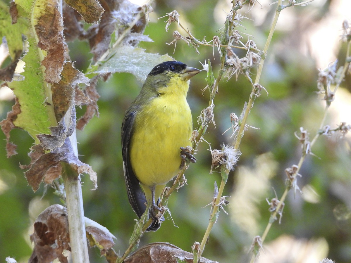 Lesser Goldfinch - ML643895304