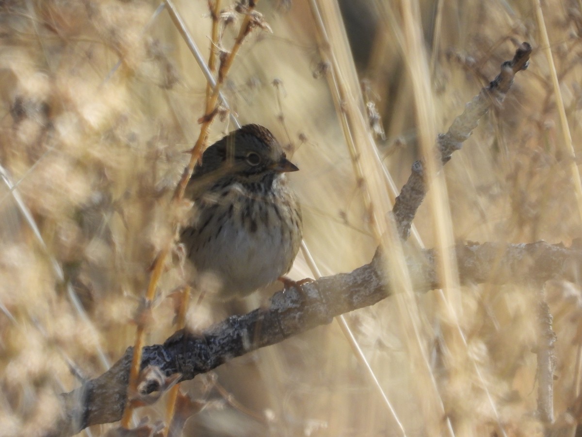Lincoln's Sparrow - ML643895308