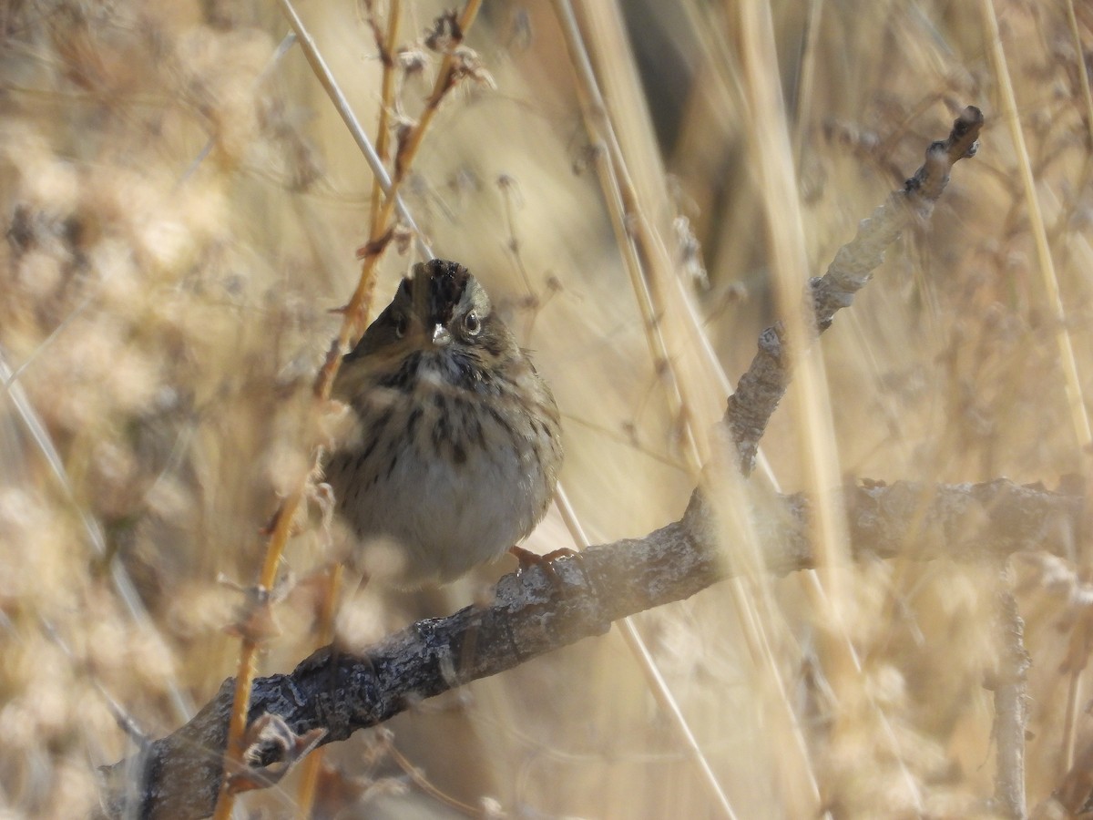 Lincoln's Sparrow - ML643895309
