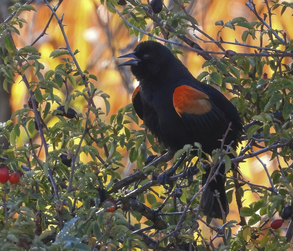 Red-winged Blackbird - ML643895317
