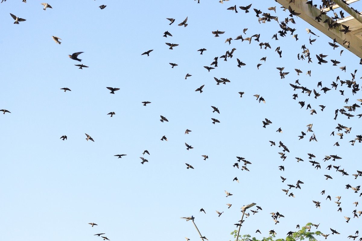 Southern Martin - ML643895318