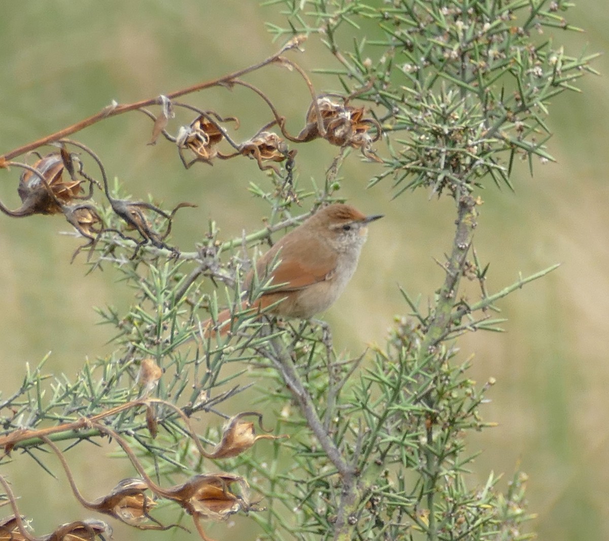 Rusty-fronted Canastero - ML643895320