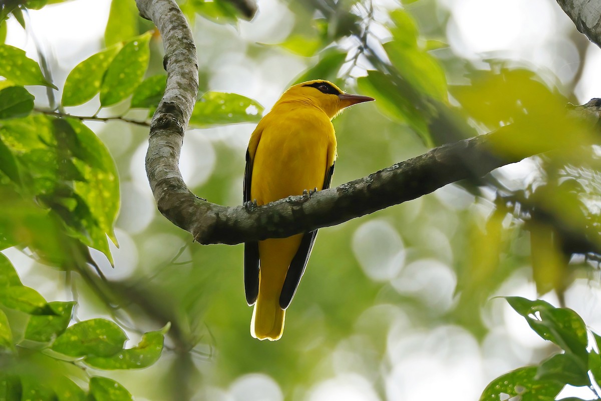 African Golden Oriole - ML643895327