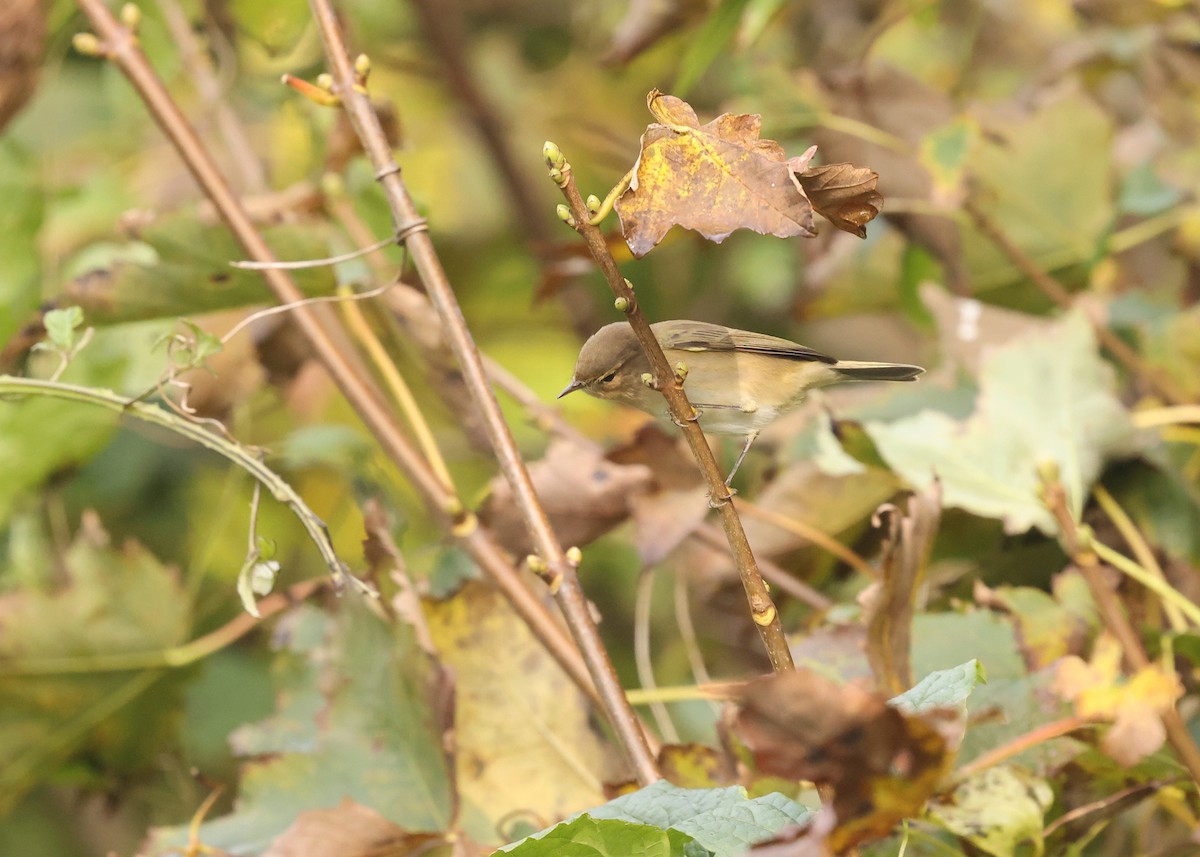 Common Chiffchaff - ML643895331