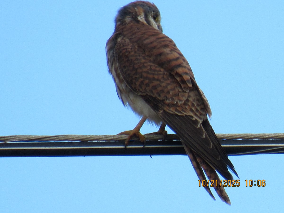 American Kestrel - ML643895333