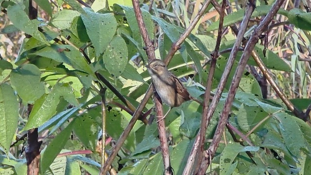 Swamp Sparrow - ML643895334