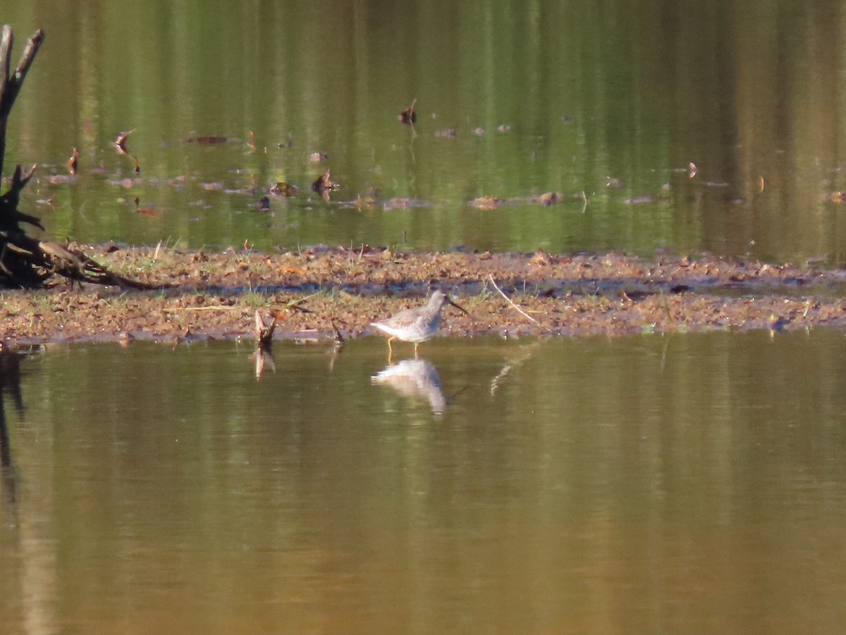 Stilt Sandpiper - ML643895336