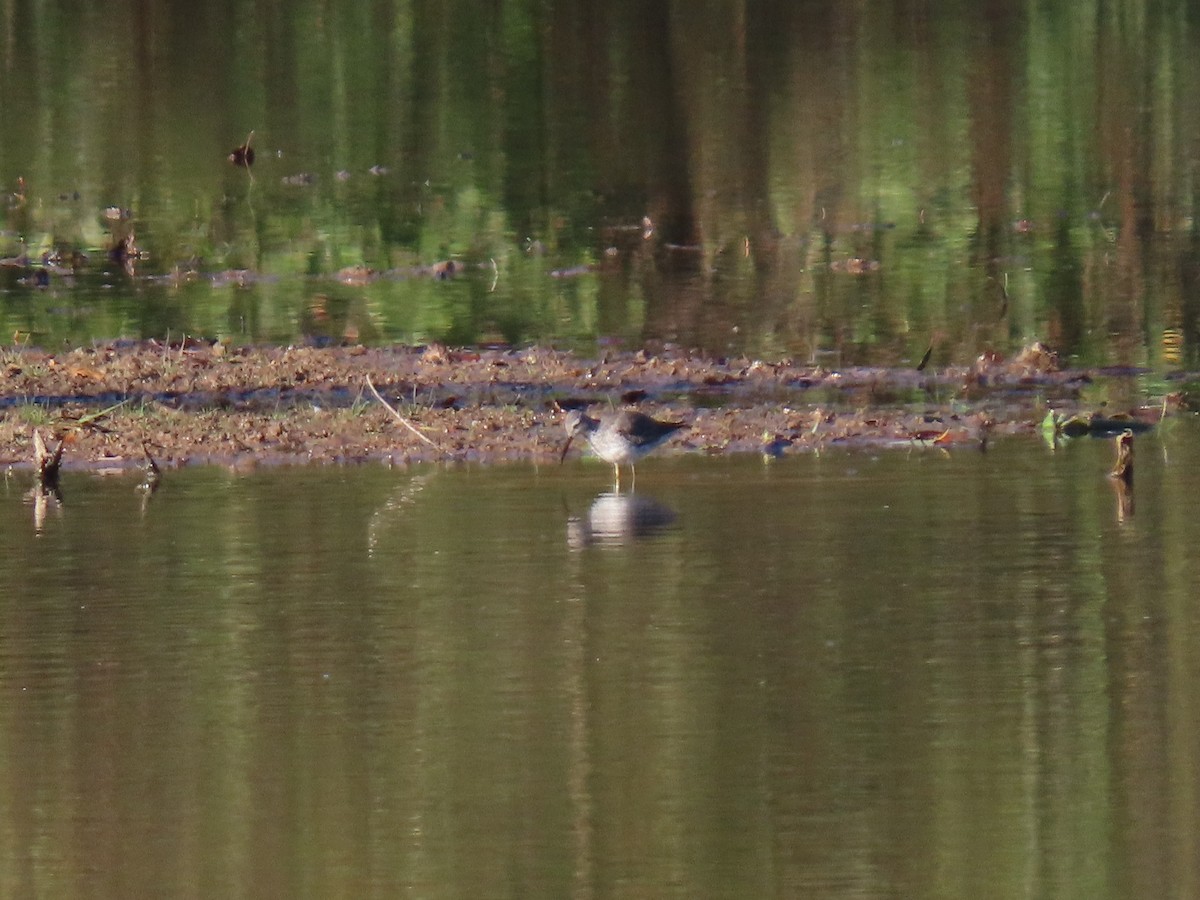 Stilt Sandpiper - ML643895350