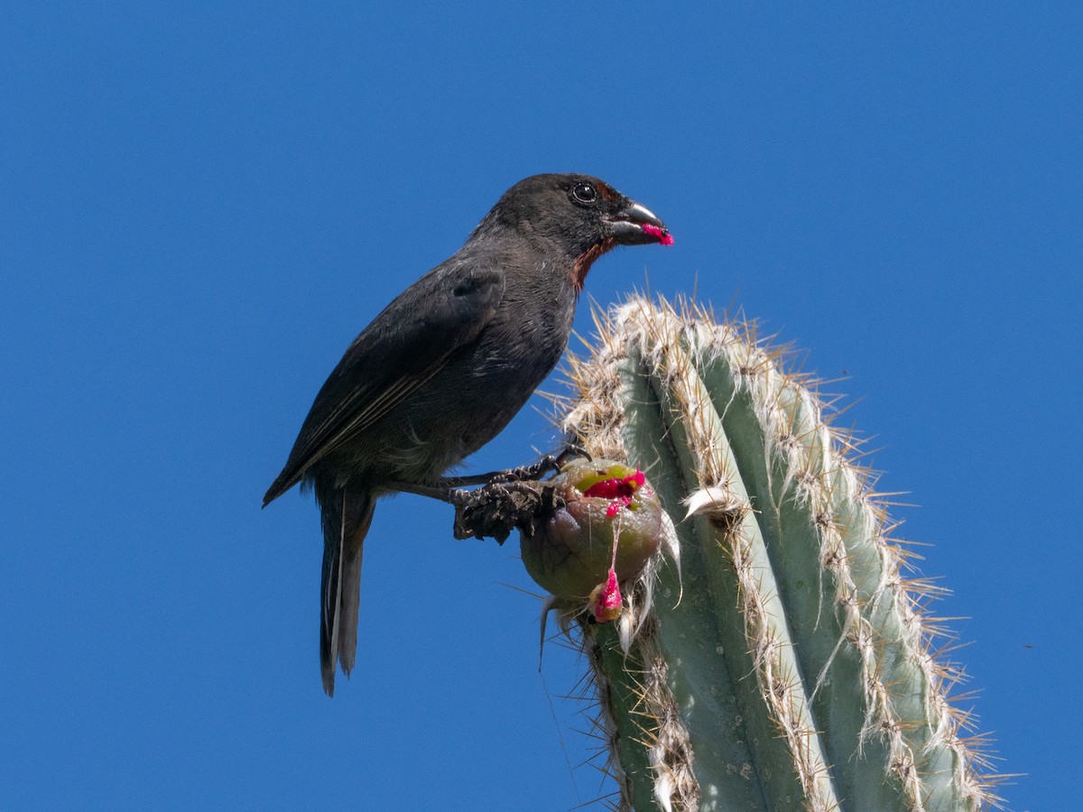 Lesser Antillean Bullfinch - ML643895352
