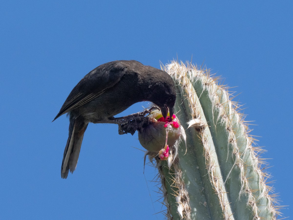 Lesser Antillean Bullfinch - ML643895354