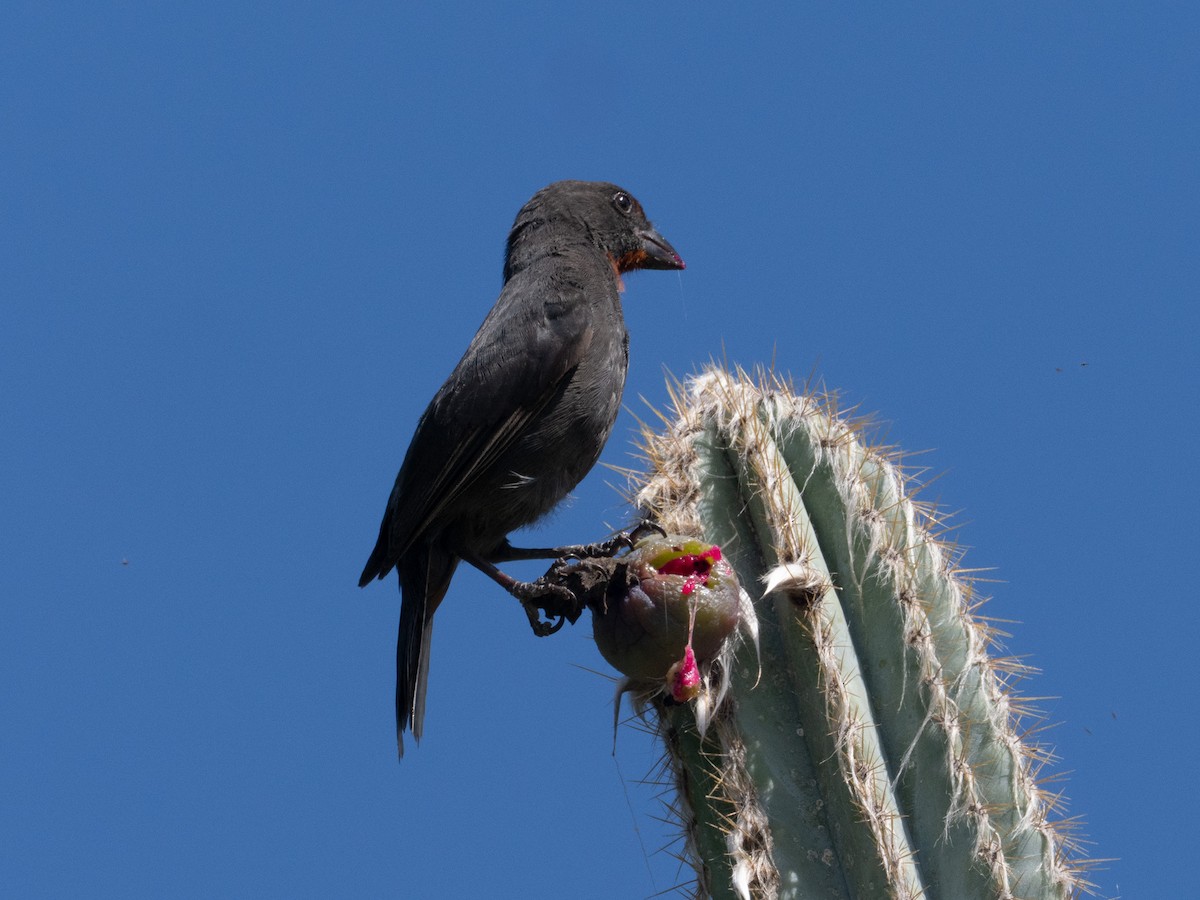 Lesser Antillean Bullfinch - ML643895355