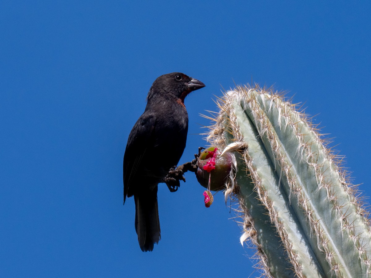 Lesser Antillean Bullfinch - ML643895356