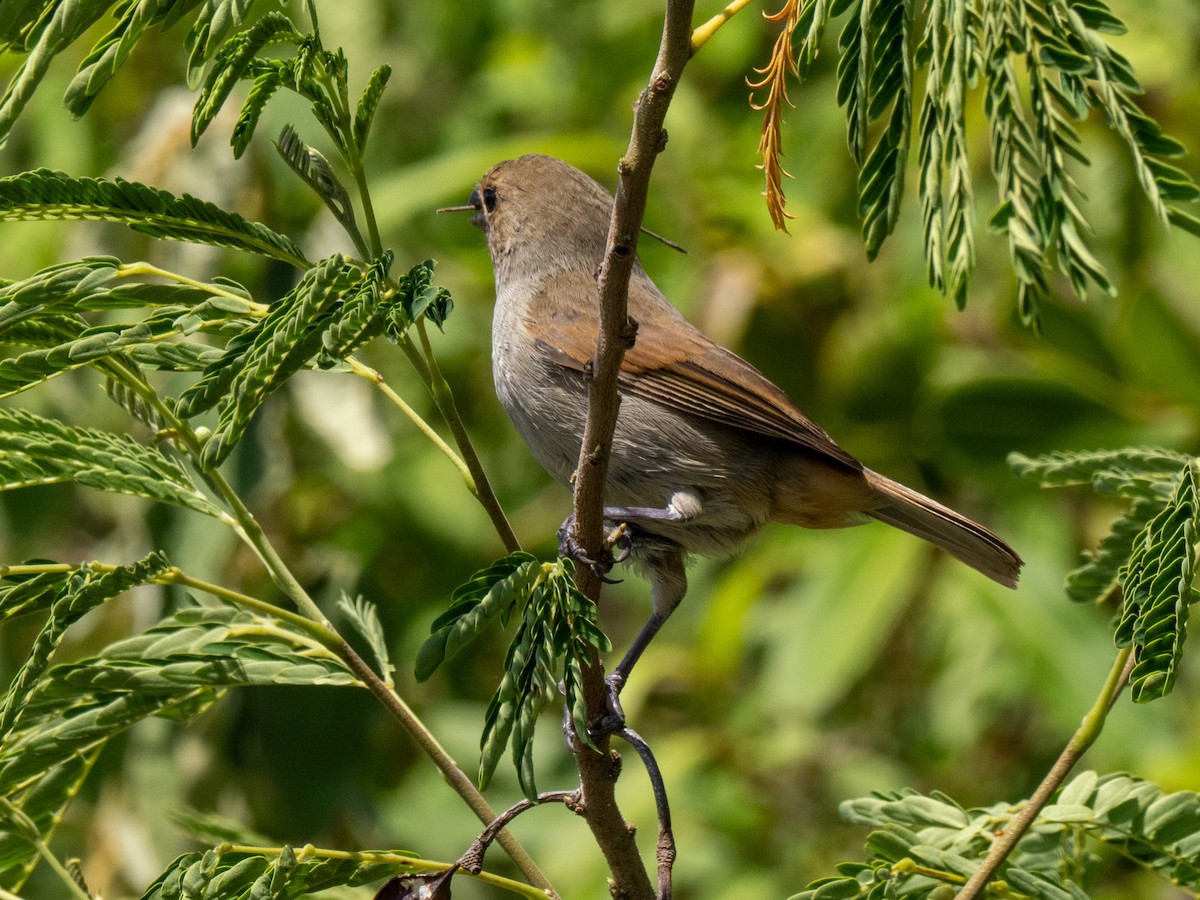 Lesser Antillean Bullfinch - ML643895358