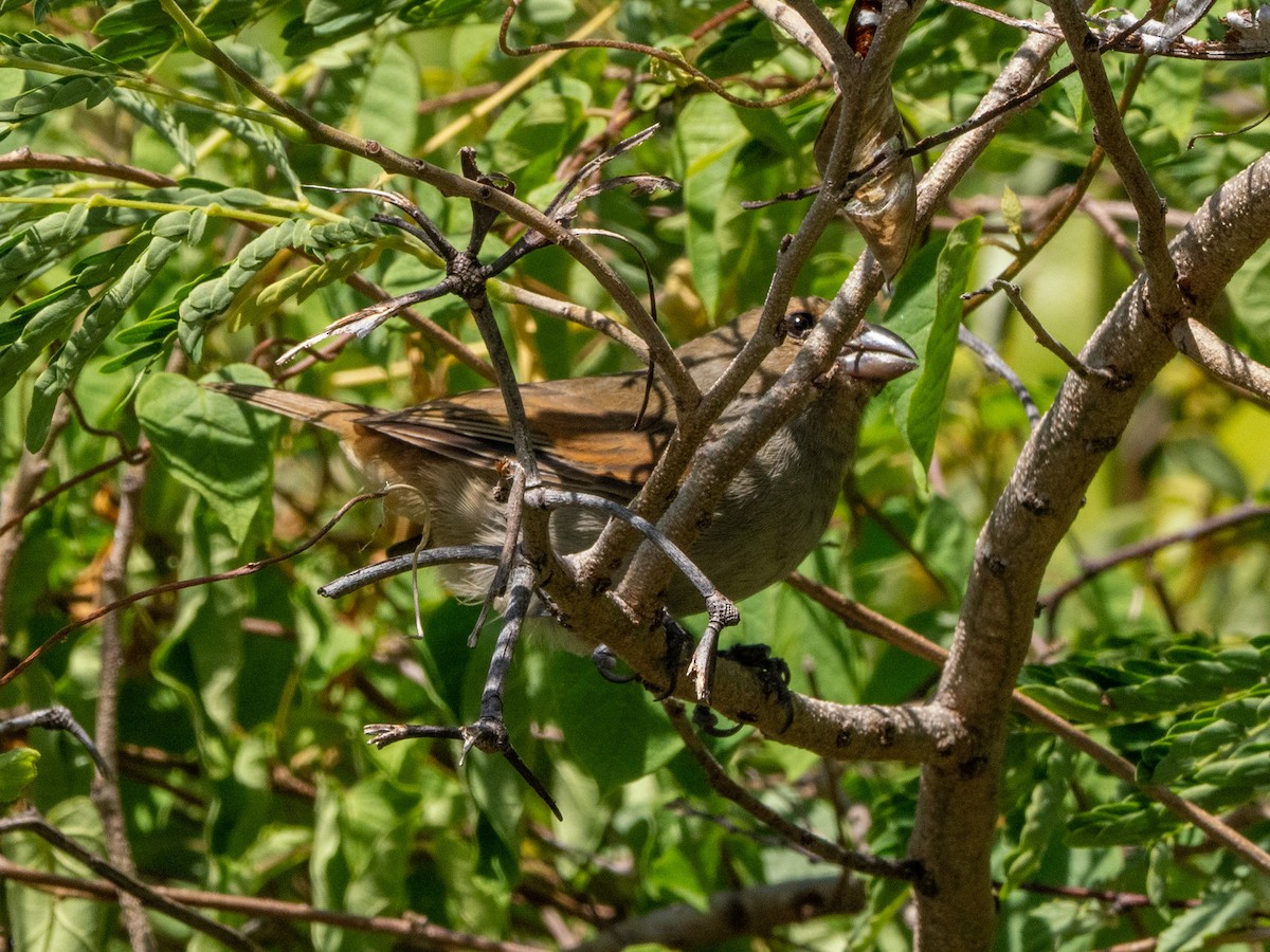Lesser Antillean Bullfinch - ML643895359