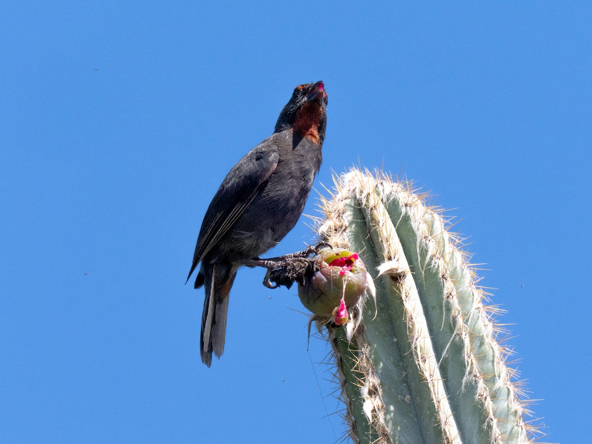 Lesser Antillean Bullfinch - ML643895360