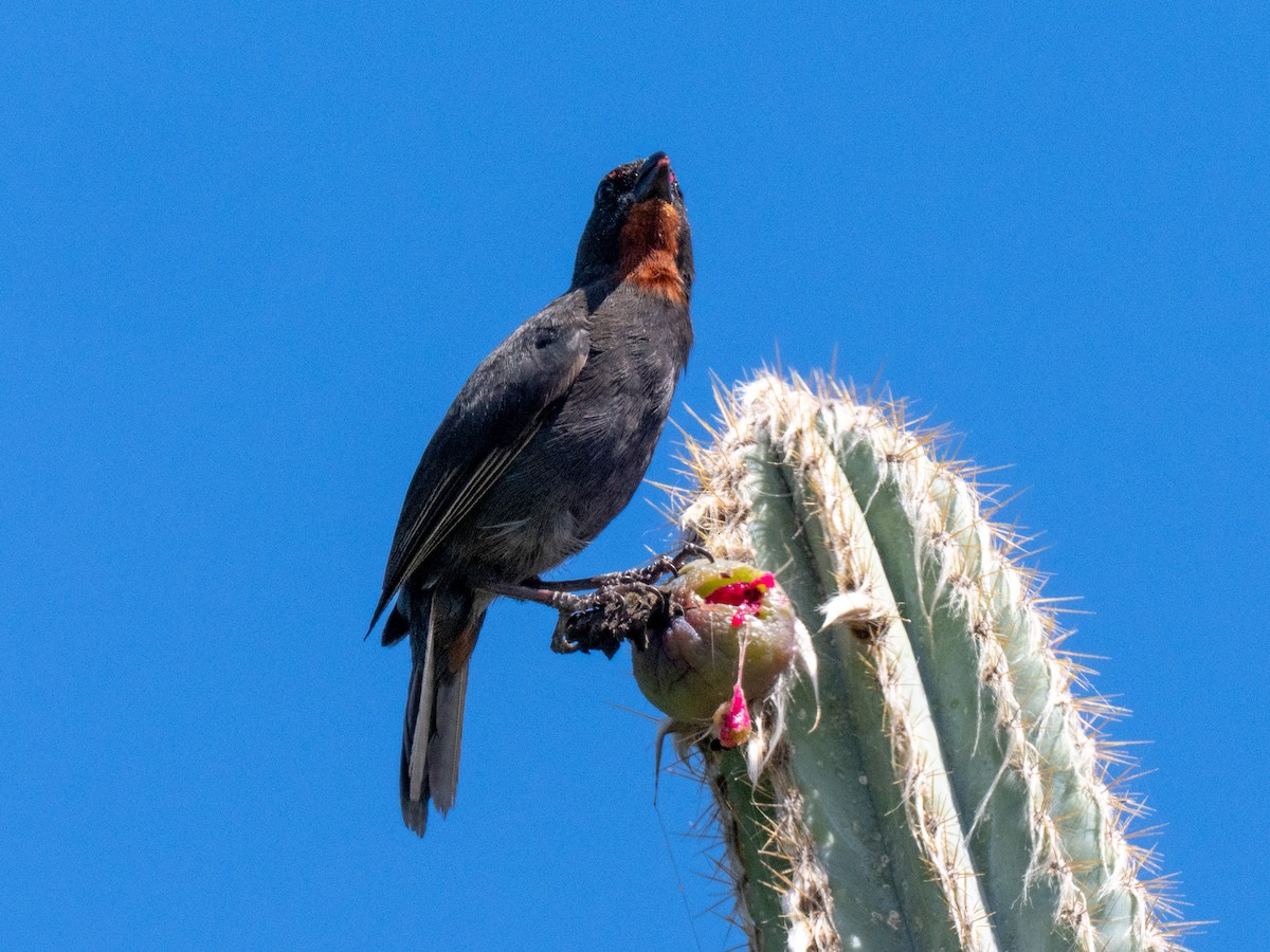 Lesser Antillean Bullfinch - ML643895361