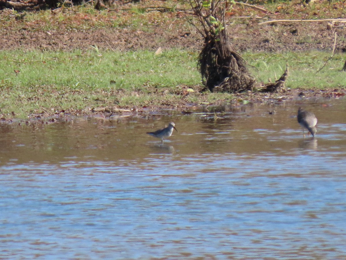 Stilt Sandpiper - ML643895368