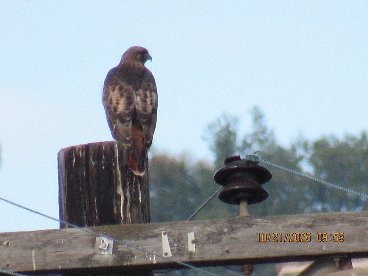 Red-tailed Hawk - ML643895376