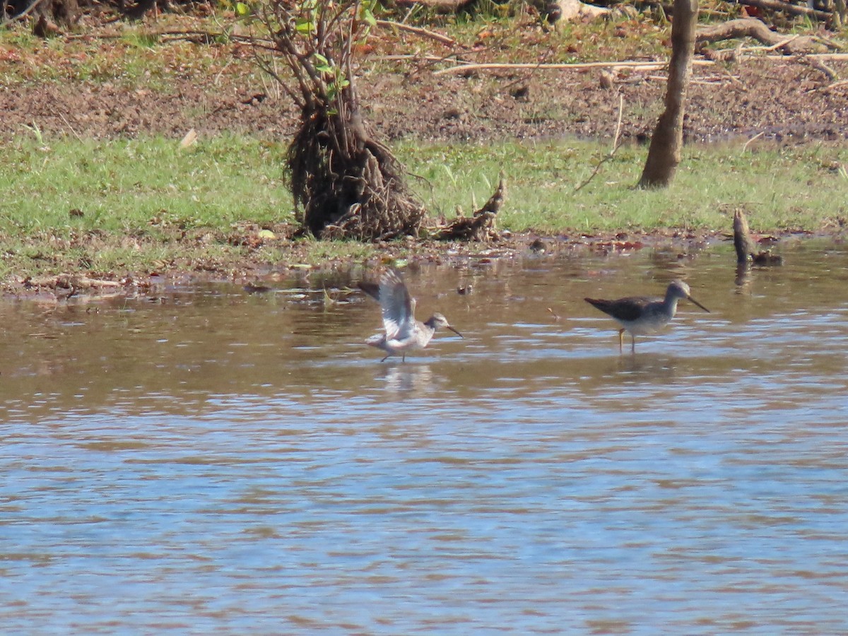Stilt Sandpiper - ML643895385