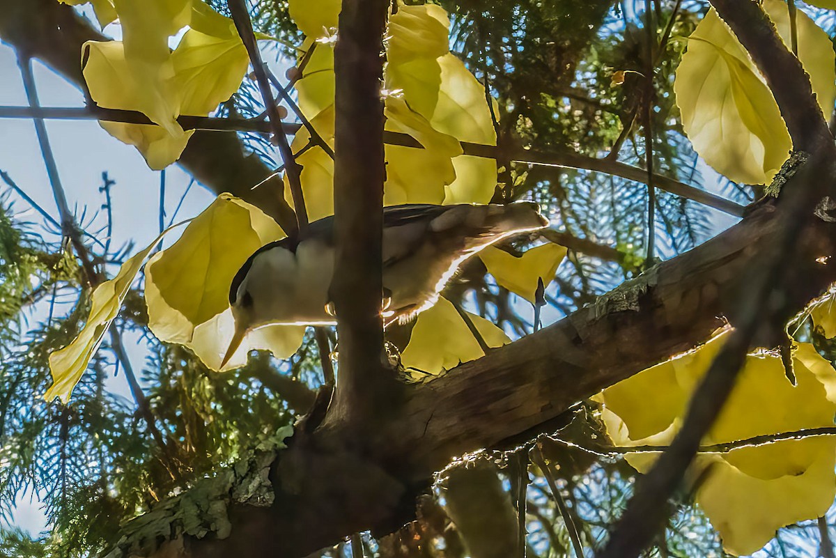 White-breasted Nuthatch - ML643895430