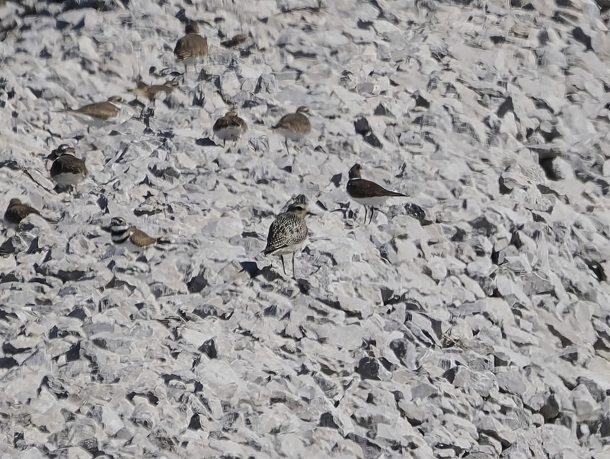 American Golden-Plover - ML643895442