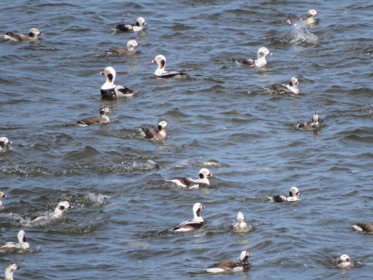 Long-tailed Duck - ML643895444