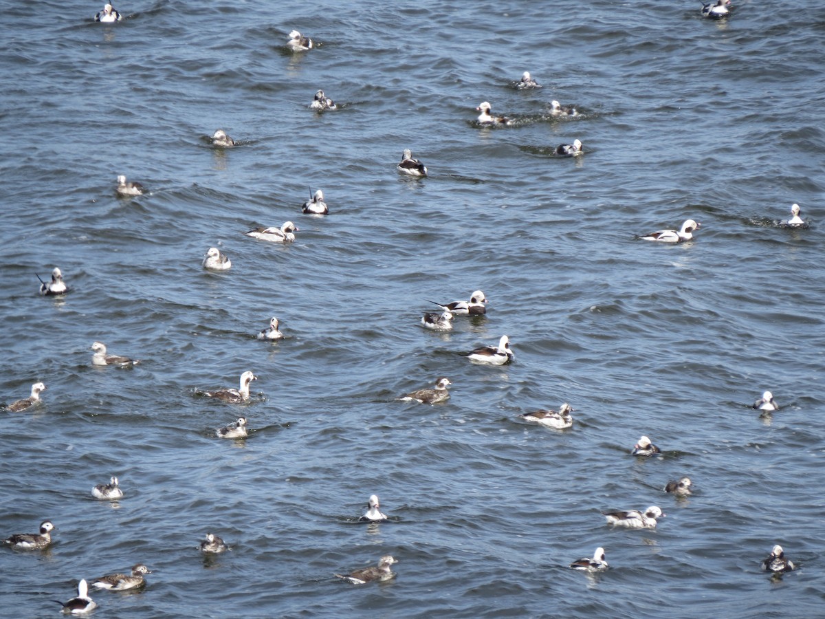 Long-tailed Duck - ML643895445
