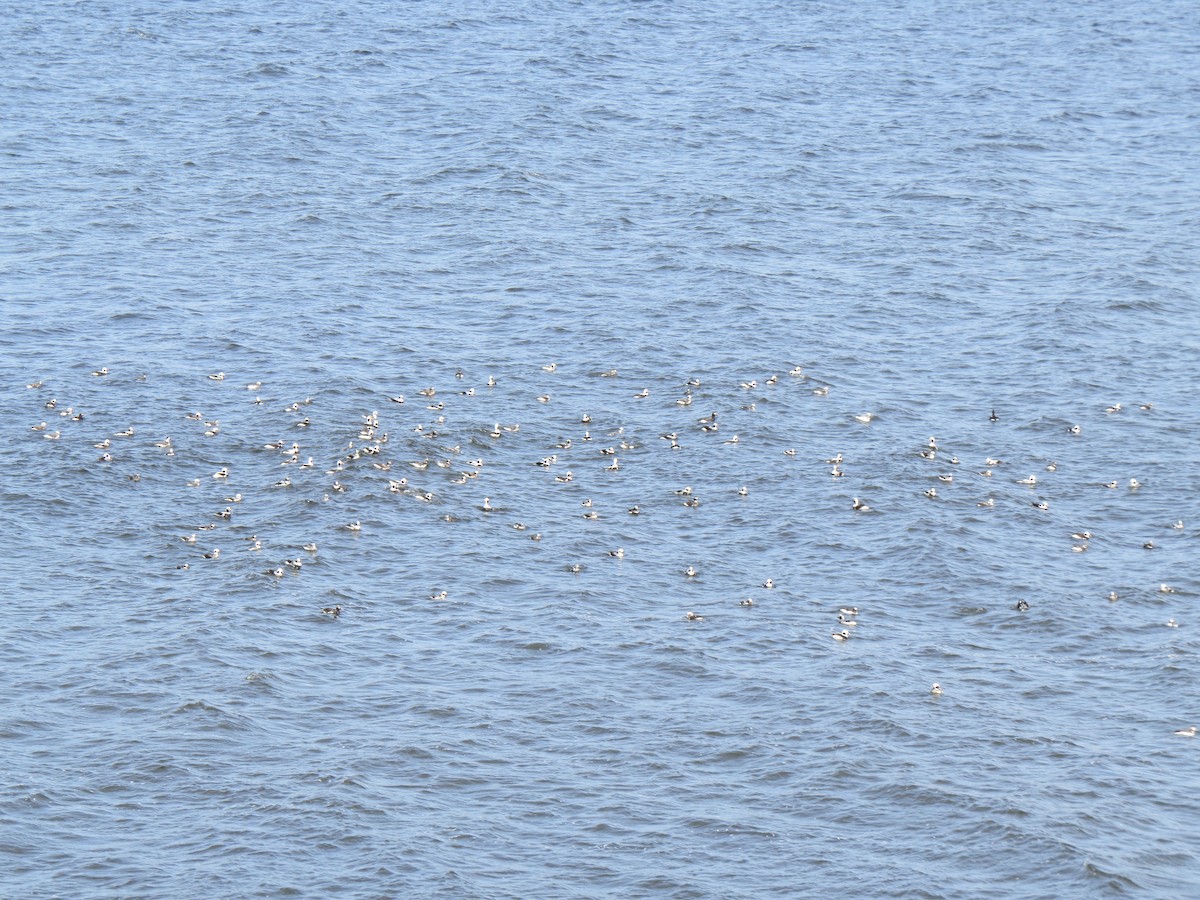 Long-tailed Duck - ML643895446
