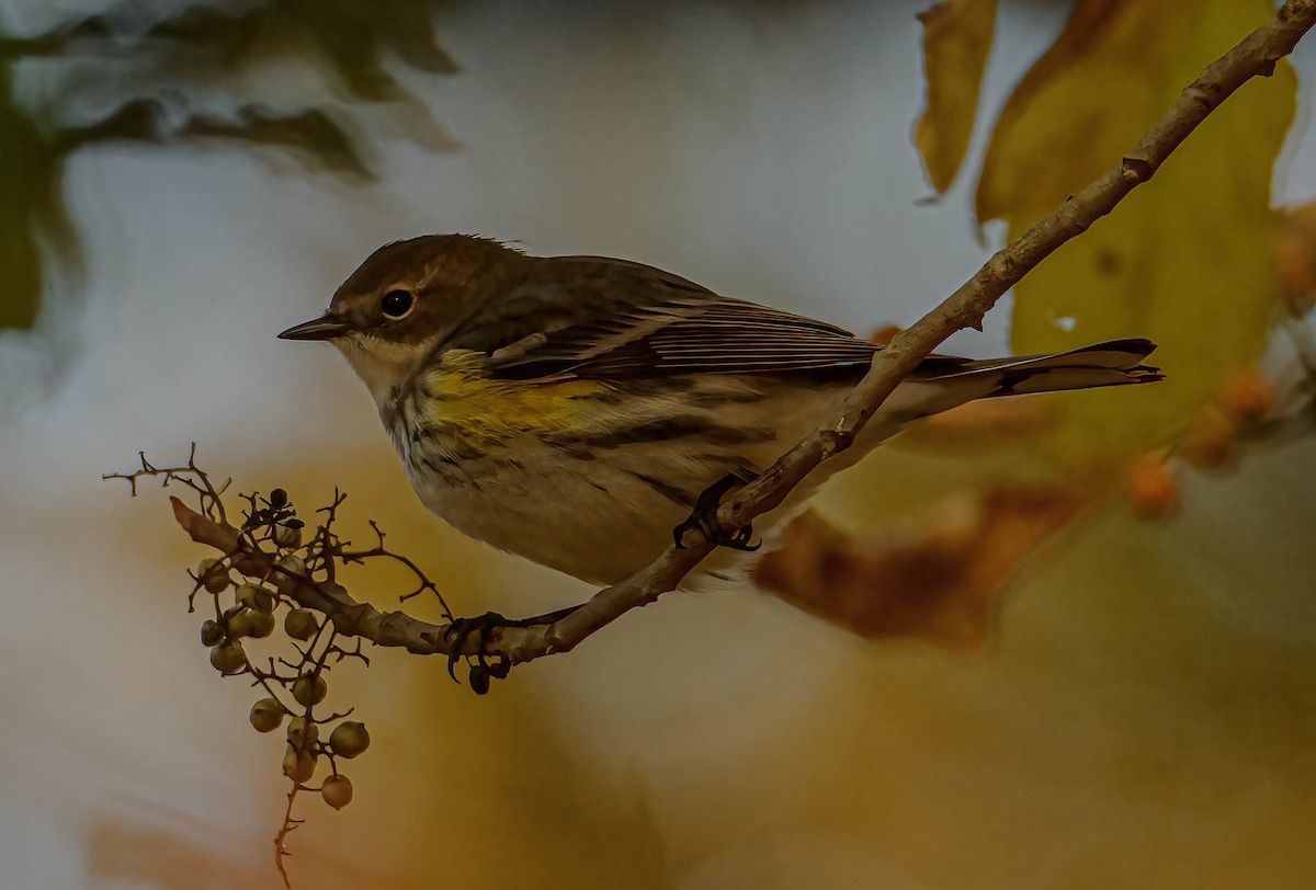 Yellow-rumped Warbler - ML643895448