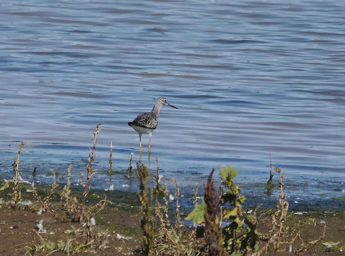 Greater Yellowlegs - ML643895450