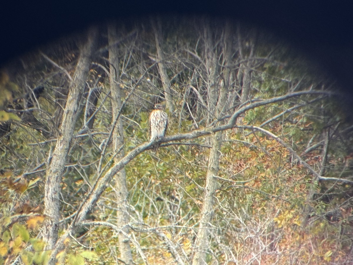 Red-shouldered Hawk - ML643895456