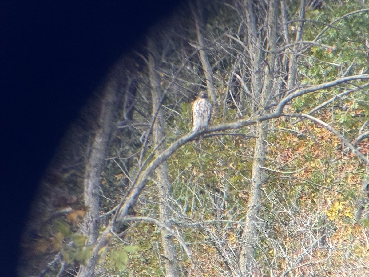 Red-shouldered Hawk - ML643895457