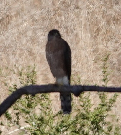 Cooper's Hawk - ML643895479