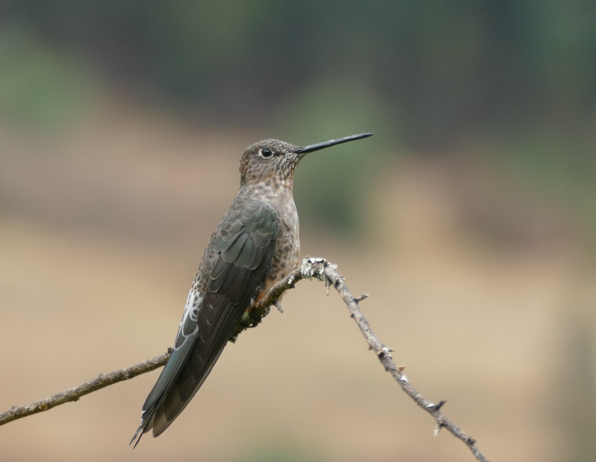 Colibri géant - ML643895498