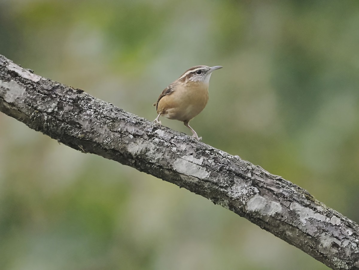 Carolina Wren - ML643895500