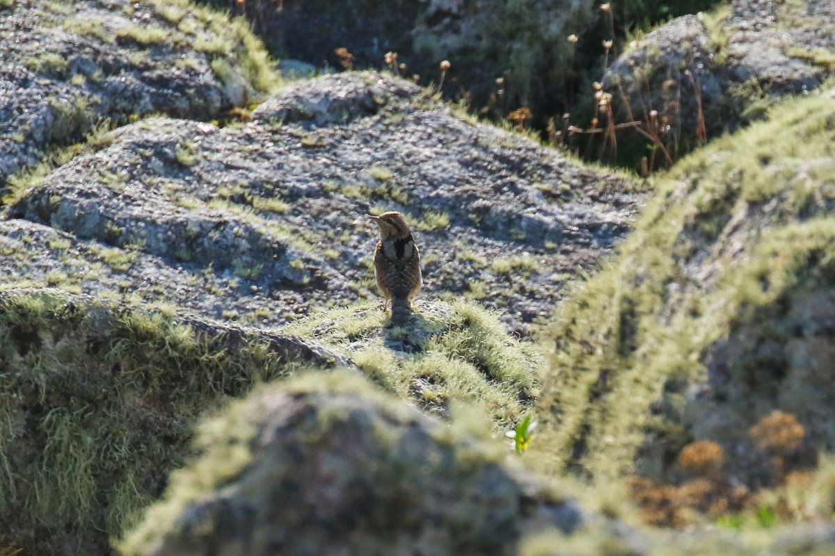 Eurasian Wryneck - ML643895505